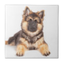 Recherche de chien moutons carreaux Chiot