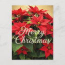 Suche nach weihnachtssterne postkarten Feiertag