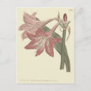 Recherche de veines cartes postales Botanique