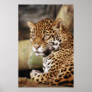 Suche nach jaguar poster Wild