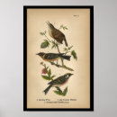 Suche nach zaunkönig poster Vintag