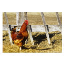 Suche nach roter hahn poster Landwirtschaft