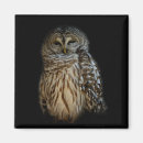 Recherche de plume de hibou Brun