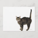 Recherche de domestique cartes postales Amoureux de les chats