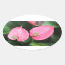 Recherche de anthurium autocollants Fleur