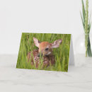 Suche nach kitze karten Wild lebende tiere