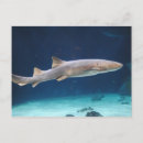 Recherche de requins cartes postales Poisson