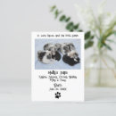 Recherche de chiots mignons cartes postales Pour tous