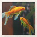 Recherche de poisson rouge dessous de verres Aquarium