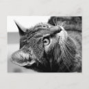 Recherche de penseuse cartes postales Animal