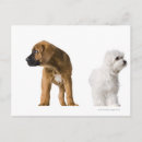 Suche nach zwei hunde postkarten Baby