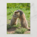 Suche nach murmeltiere postkarten Marmot