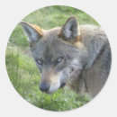 Suche nach wolfs aufkleber Wild lebende tiere