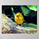 Suche nach webster poster Foto