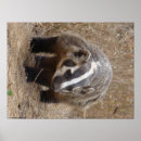 Recherche de blaireaux art Animal