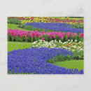 Recherche de jacinthe cartes postales Coloré