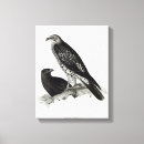 Suche nach raubvögel leinwandbilder Vogel