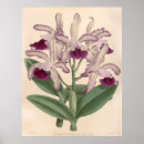 Recherche de vintage orchidee posters Orchidée