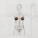 Suche nach dreidimensional postkarten Medizin