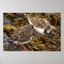 Suche nach vogel auf felsen poster Vögel