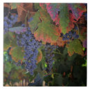 Suche nach weintraube fliesen Weinberg