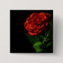 Suche nach fotografie buttons Rose