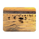 Recherche de mouettes magnets Nuage