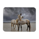 Recherche de horse magnets Ranch