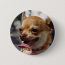 Recherche de chihuahua badges Chiwawa