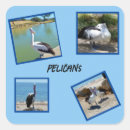 Suche nach pelikan aufkleber Fotografie