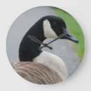 Recherche de oies horloges Oiseaux