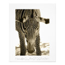 Recherche de zebras posters Animaux