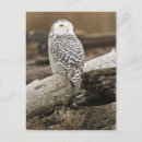 Suche nach aves poster Vogelvogel