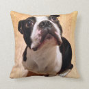 Suche nach boston terrier kissen Welpen