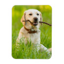 Recherche de bâton magnets Animal