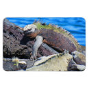 Suche nach eidechse magnete Galapagos