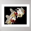 Suche nach orchidee poster Fotografie