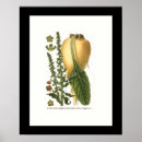 Recherche de betteraves posters Vintage