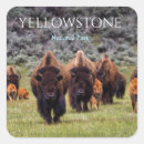 Suche nach yellowstone nationalpark aufkleber Bison