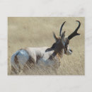 Recherche de antilopes cartes postales Pronghorn