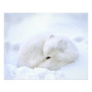 Suche nach tundra poster Kanada