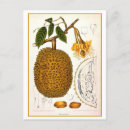 Suche nach durian poster Botanisch
