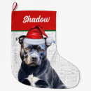 Recherche de pitbull chaussette de noël Dogs