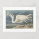Recherche de grand héron blanc Plumage