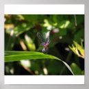 Suche nach libellen poster Blatt