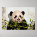 Recherche de panda géant posters Pandas
