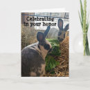 Recherche de rabbit photographie Drôle