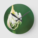 Suche nach agapanthus poster Afrikanische lilie