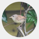 Suche nach wren aufkleber Vogelbeobachtung