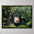 Recherche de chimpanzés posters Primates